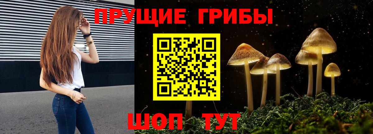 Псилоцибиновые грибы Psilocybe Железногорск